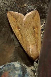 <i>Mythimna unipuncta</i>