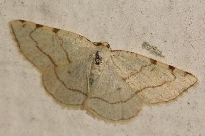 <i>Stegania trimaculata</i>