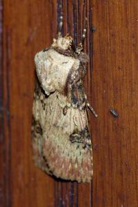 <i>Agrotis puta</i>