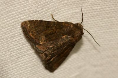 <i>Oligia latruncula/strigilis/versicolor</i>