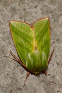 <i>Pseudoips prasinanus</i>
