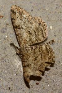 <i>Peribatodes rhomboidaria</i>