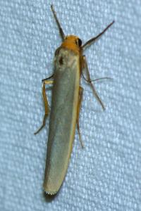 <i>Eilema caniola</i>