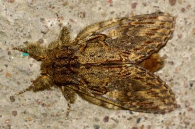 <i>Peridea anceps</i>