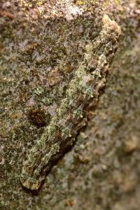 <i>Tephronia sepiaria</i>