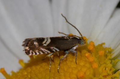 <i>Grapholita internana</i>