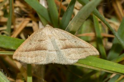<i>Petrophora chlorosata</i>