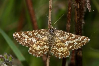 <i>Ematurga atomaria</i>