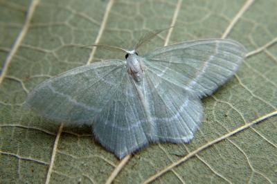<i>Jodis lactearia</i>
