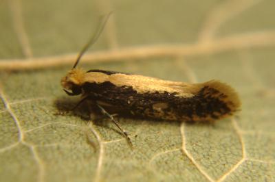 <i>Monopis crocicapitella</i>