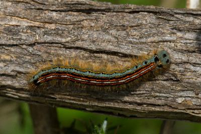<i>Malacosoma neustria</i>