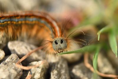 <i>Malacosoma neustria</i>
