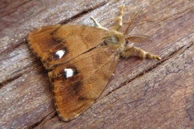<i>Orgyia antiqua</i>