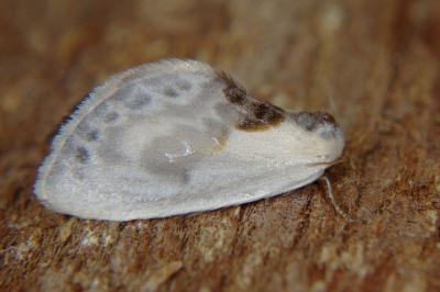 <i>Cilix glaucata</i>