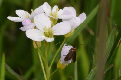 <i>Cauchas rufimitrella</i>