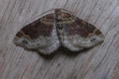 <i>Xanthorhoe ferrugata</i>