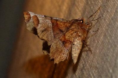 <i>Selenia lunularia</i>