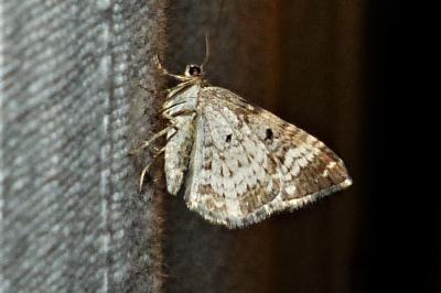<i>Epirrhoe alternata</i>