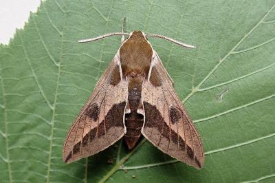 <i>Hyles euphorbiae</i>