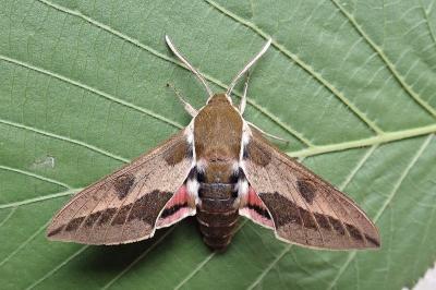 <i>Hyles euphorbiae</i>