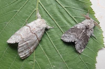 <i>Calliteara pudibunda</i>