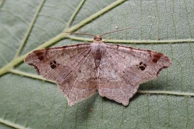 <i>Macaria alternata</i>
