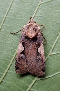<i>Xestia c-nigrum</i>