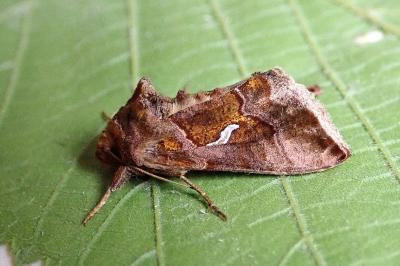 <i>Macdunnoughia confusa</i>