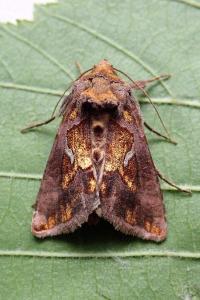 <i>Macdunnoughia confusa</i>