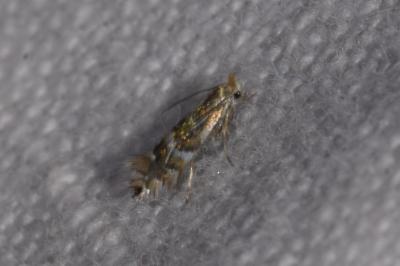 <i>Phyllonorycter ulmifoliella</i>