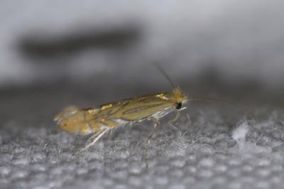 <i>Phyllonorycter messaniella</i>