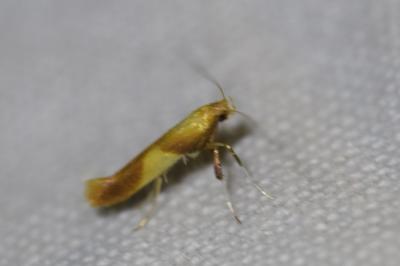 <i>Caloptilia robustella</i>