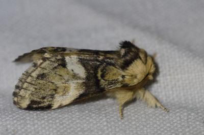 <i>Drymonia dodonaea</i>
