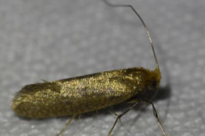 <i>Nematopogon adansoniella</i>