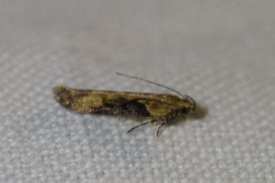 <i>Scrobipalpa costella</i>