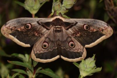 <i>Saturnia pyri</i>