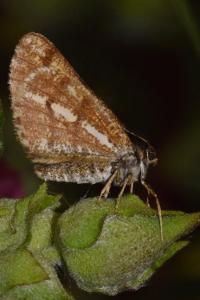 <i>Bupalus piniaria</i>
