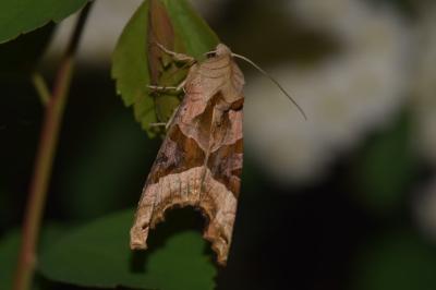 <i>Phlogophora meticulosa</i>