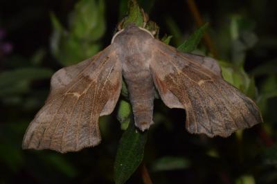 <i>Laothoe populi</i>