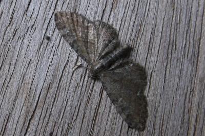 <i>Eupithecia vulgata</i>