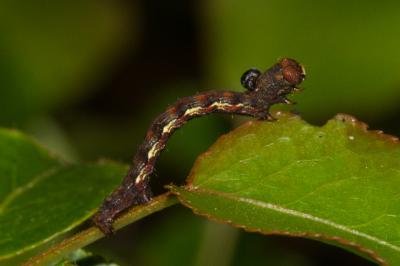 <i>Erannis defoliaria</i>