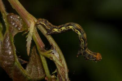 <i>Erannis defoliaria</i>