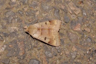 <i>Minucia lunaris</i>