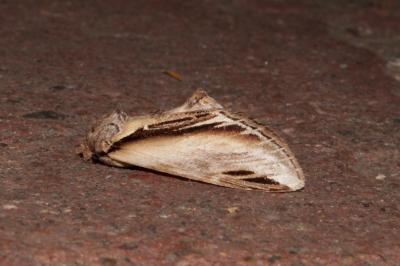 <i>Pheosia tremula</i>
