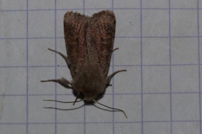 <i>Orthosia incerta</i>