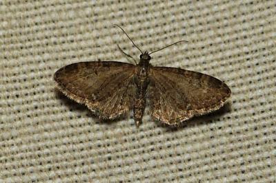 <i>Eupithecia vulgata</i>