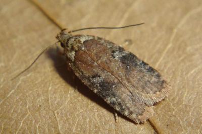 Agonopterix purpurea