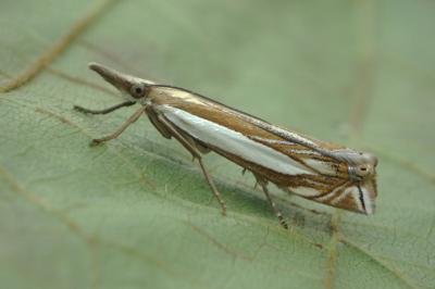 <i>Crambus pascuella</i>