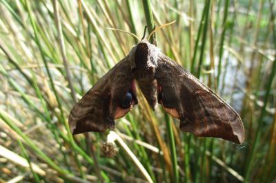<i>Smerinthus ocellatus</i>