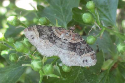 <i>Xanthorhoe ferrugata</i>